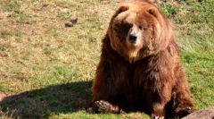 Kodiak